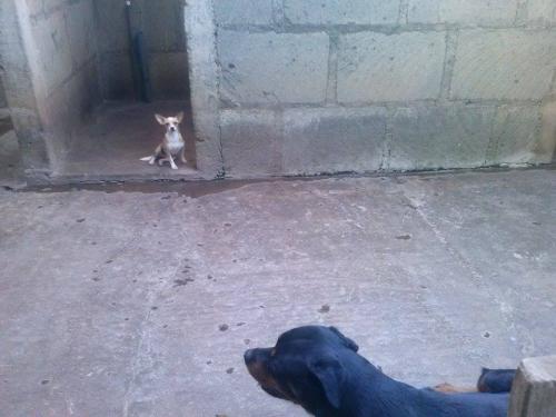 vendo hembra chihuahua de 12 meses en nicarag - Imagen 2