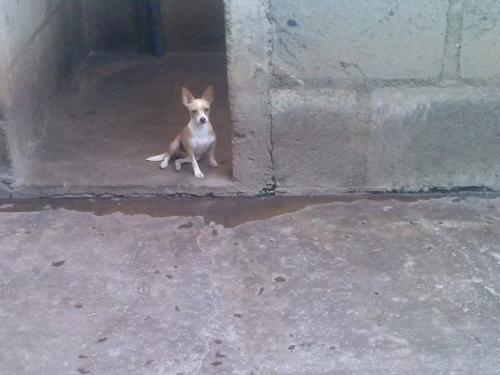 vendo hembra chihuahua de 12 meses en nicarag - Imagen 3