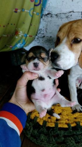 Hermosos cachorros Beagle se entregan con li - Imagen 2