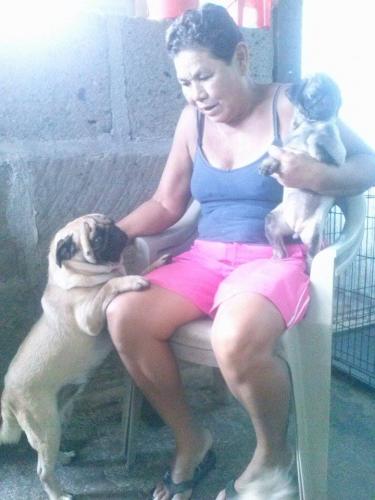 Vendo cachorros PUGS machos en nicaragua con  - Imagen 2