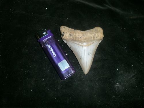 diente de megalodon grande origen rio negro  - Imagen 1