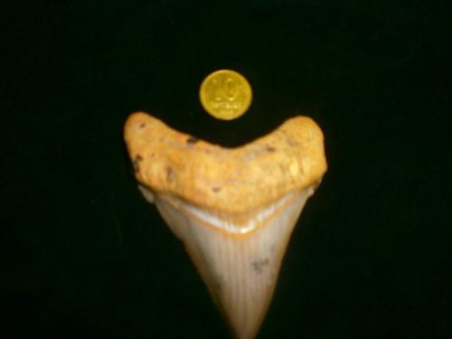 diente de megalodon grande origen rio negro  - Imagen 2