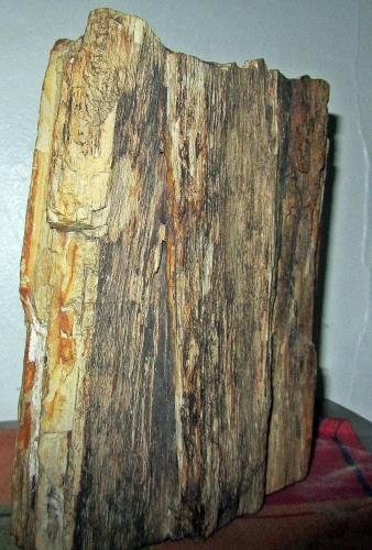 madera petrificada tronco fosil  whasapp 3446 - Imagen 1