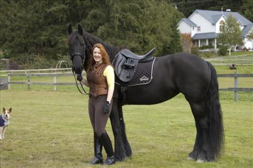 alto y guapo caballo frisón de siete años   - Imagen 1
