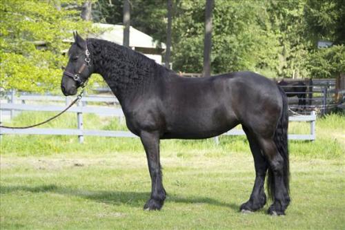 alto y guapo caballo frisón de siete años   - Imagen 2