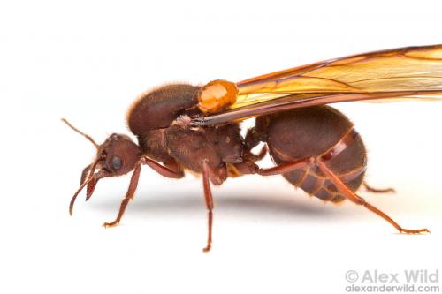 Venta de hormigas reinas fecundadas Venta de - Imagen 1