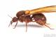 Venta-de-hormigas-reinas-fecundadas-Venta-de-colonias