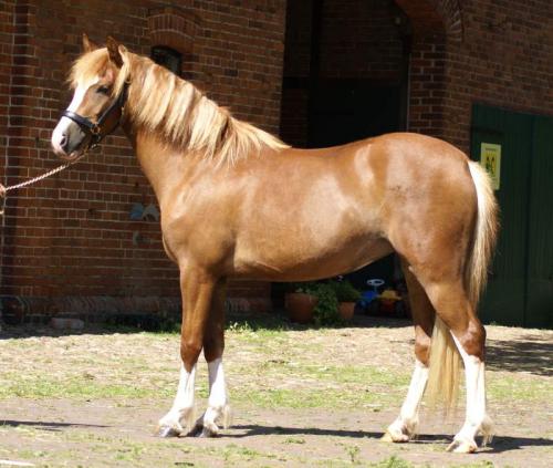 caballo pony perfecto que has estado buscando - Imagen 2