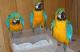 loros-guacamayos-cacat�-as-caiques-periquitos-grises-amazonas-y