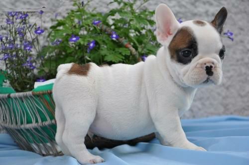 )Hermoso cachorro de bulldog francés de 45  - Imagen 1