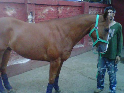 Vendo caballo raza Cuarto de Milla edad 6 añ - Imagen 1