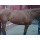 Vendo caballo raza Cuarto de Milla edad 6 añ - Imagen 3