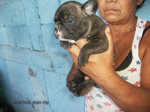 cachorros BULLDOG FRANCES en puerto rico aun - Imagen 2