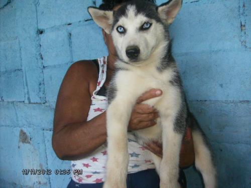 vendo cachorra HUSKY SIBERIANO en nicaragua  - Imagen 1
