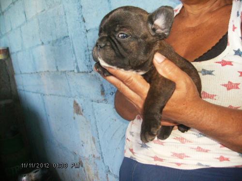 cachorros BULLDOG FRANCES en nicaragua dispo - Imagen 2