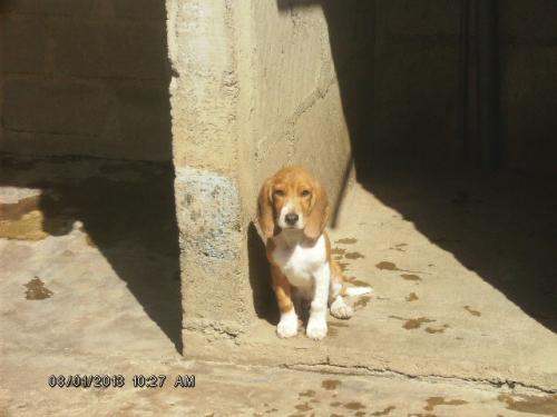 vendo cachorro BEAGLE macho bicolor en nicara - Imagen 1