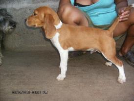 vendo cachorro BEAGLE macho bicolor en nicara - Imagen 2