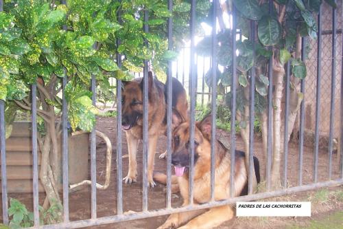 cachorros PASTOR ALEMAN en nicaraguavalor 2 - Imagen 1