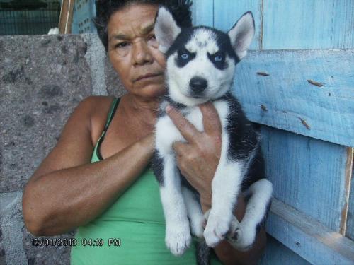 vendo cachorro HUSKY SIBERIANO en nicaragua  - Imagen 1