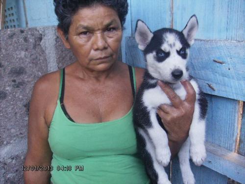 vendo cachorro HUSKY SIBERIANO en nicaragua  - Imagen 2