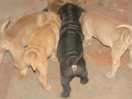 cachorros SHAR PEI en nicaragua disponibles  - Imagen 3