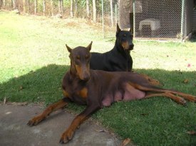 cachorros DOBERMAN en nicaragua se entregan  - Imagen 1
