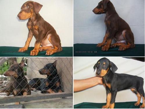 cachorros DOBERMAN en nicaragua se entregan  - Imagen 1