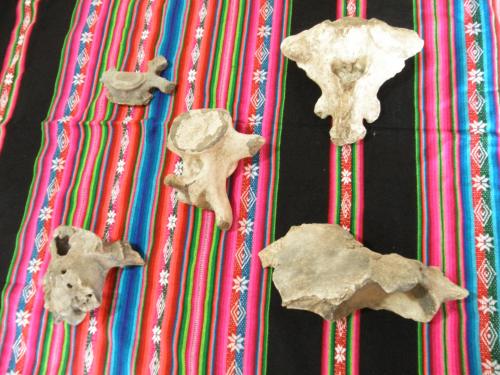 Vendo huesos de dinosaurios varios vertebra - Imagen 2