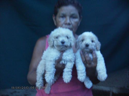 vendo cachorros FRENCH POODLE en nicaragua v - Imagen 2