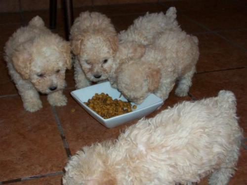 vendo cachorros FRENCH POODLE en nicaragua v - Imagen 1