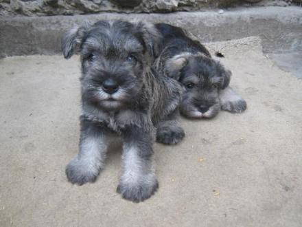 vendo cachorros SCHNAUZER en nicaragua vacun - Imagen 1