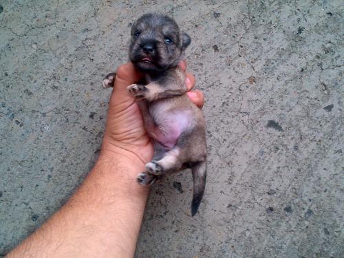 vendo cachorra SCHNAUZER en nicaragua lista  - Imagen 1