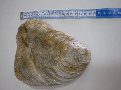 fosiles ver fotos en facebook marine fossils - Imagen 1