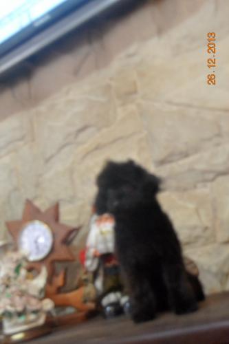 Caniche toy negra nacida el 9 de Julio de 201 - Imagen 1
